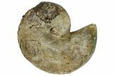 Fossil Ammonite (Hoploscaphites) - South Dakota #137272-1